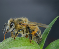 Bee 