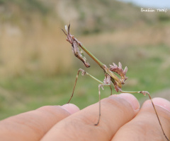 Empusa Fasciata