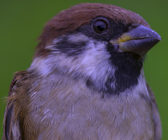 Sparrow