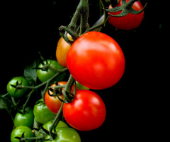 TOMATEN