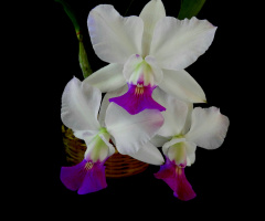 Laelia