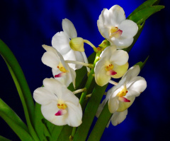 Phalaenopsis Amabilis 