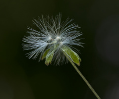 Wild flower #2