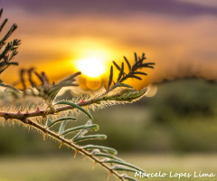 Detalhe ao por do sol