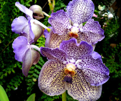 Orquídeas