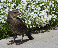 Rock sparrow