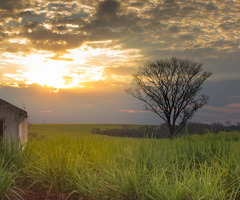 Um por do sol, uma igrejinha e uma árvore.