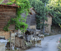 Köy Manzaraları