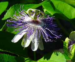 Passiflora ligularis