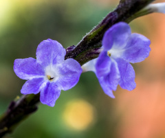 Flor do gervão.