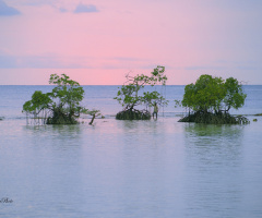 Mangrove