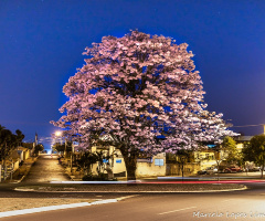 Um ipê rosa à noite.