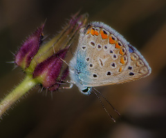 Çokgözlü Kelebek 22.08.2014