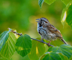 Singing 