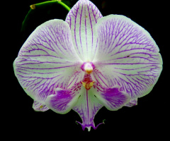 Orquídea