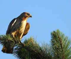 Broad-winged Hawk