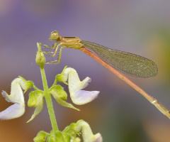 Long tail