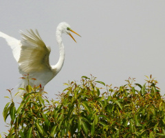 Great Egret 