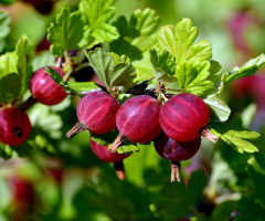 STACHELBEEREN