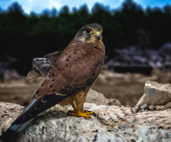 Falco naumanni - Küçük kerkenez