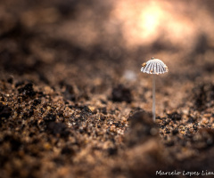 Cogumelo solitário