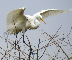 Great Egret 