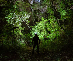 Lua cheia, floresta e um caminho.