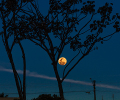 Lua de sangue