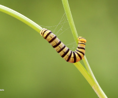 Caterpillars