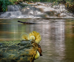 Cogumelo e cachoeira