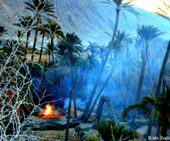 Fire and Palms