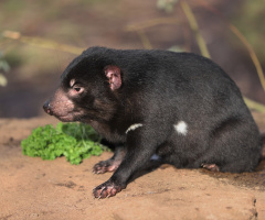 Tasmanian devil