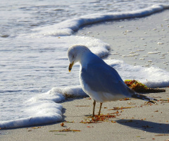 Looking at the foam of the sea wave