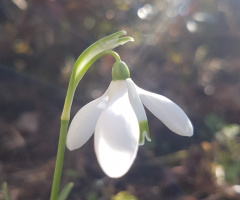 Perce neige - snowdrop