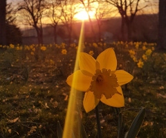 Jonquille au coucher de soleil - Daffodils at the 