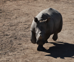 Rhino Run