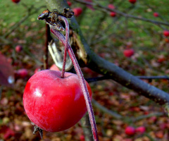 ZIERAPFEL