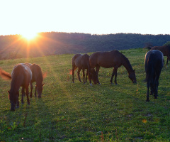 Sunrise at the horse farm