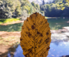 Sonbahar yola çıkmış geliyor.Sakarya/Akyazı 