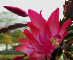 Blossom from the Christmas cactus