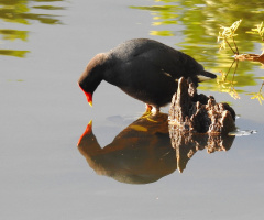 Narciso