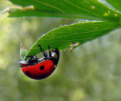 KÄFER