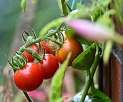 Tomatos