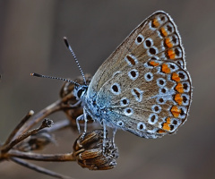 Çokgözlü Kelebek