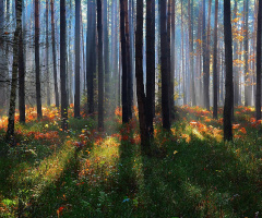 ... forest colors