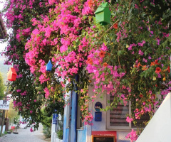 Datça / Muğla / Turkey