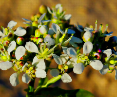 Tiny Bouquet 