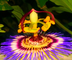 Passion Flower