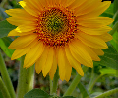 sun flower