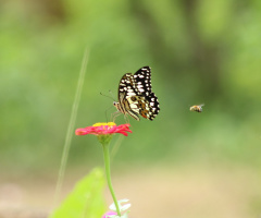 bunga dan serangga